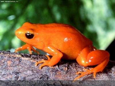 Мантелла золотистая (Mantella aurantiaca)