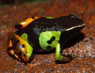 Мантелла мадагаскарская (Mantella madagascariensis)
