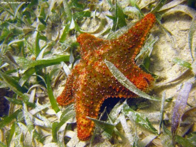 Звезда ореастер сетчатый (Oreaster reticulatus)
