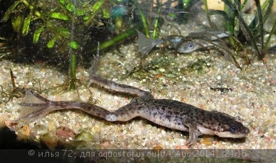 Лягушка карликовая, карликовый когтеносец (Himenochirus curtipes)