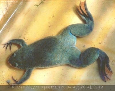 Лягушка шпорцевая (Xenopus laevis)