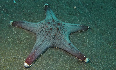 Звезда пентацерастер (Pentaceraster sp.)