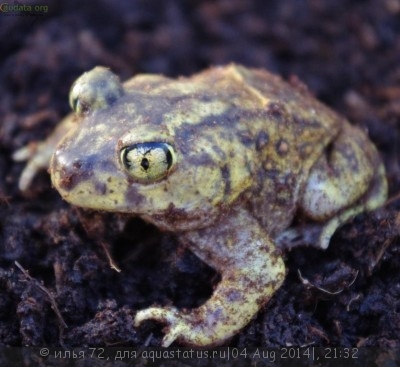 Лопатоног восточный (Scaphiopus holbrookii Eastern Spadefoot)
