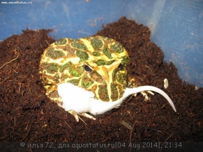 Фото Рогатка Кранвелла Ceratophrys cranwelli Pacman Frog  (photo#57553)