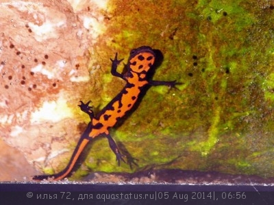 Тритон китайский краснобрюхий (Cynops orientalis Red Belly Fire Newt)