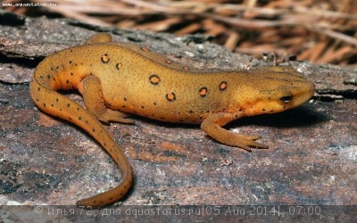 Тритон восточноамериканский краснопятнистый (Notophthalmus viridescens Red eft)