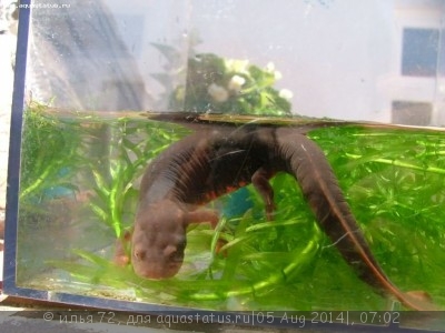 Тритон коротконогий краснобрюхий (Pachytriton labiatus Paddletail Newt)