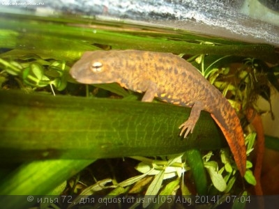 Тритон бородавчатый китайский (Paramesotriton chinensis Giant Rock Lizard)