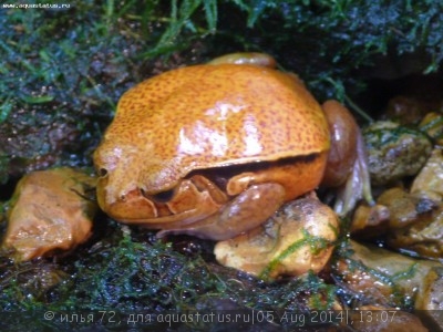 Лягушка-помидор (дискофус) Гине (Dyscophus guineti)