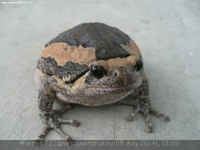 Калоула украшенная (Kaloula pulchra)