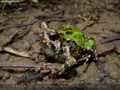 Лопатоногий узкорот мраморный (Scaphiophryne marmorata)