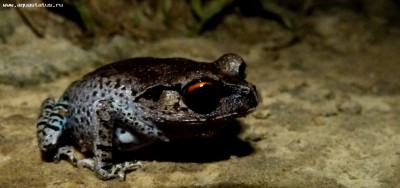 Тонкорукая чесночница Хендриксона (Leptobrachium hendricksoni)