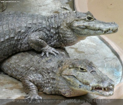 Кайман крокодиловый (Caiman crocodylus)