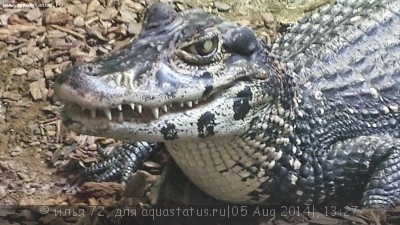 Кайман черный (Melanosuchus niger)