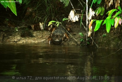 Кайман Шнайдера (Paleosuchus trigonatum)