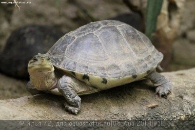 Куора амбойнская (Cuora amboinensis)