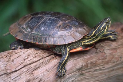 Фото Черепаха расписная Chrysemys picta Painted Turtle  (photo#57599)