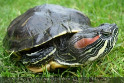 Черепаха красноухая (Trachemys scripta elegans Red-eared slider)