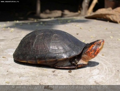 Черепаха иловая краснощекая (Kinosternon cruentatum)