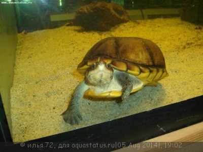 Черепаха иловая желторотая (Kinosternon leucostomum White Cheek Mud Turtle)