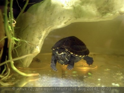 Черепаха иловая красноватая (WC Kinosternon subrubrum Eastern Mud Turtle)