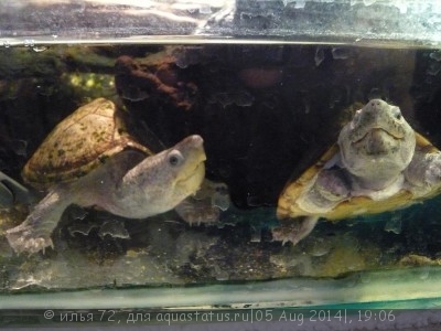Черепаха мускусная килеватая (Sternotherus carinatus Razor Back Musk Turtle)