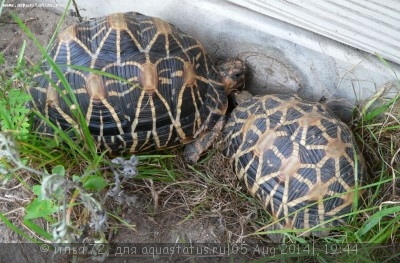 Черепаха звездчатая индийская (Geochelone elegans)