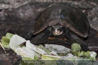 Киникса лесная (Хоума) (Kinixys homeana Forest Hingeback Tortoise)