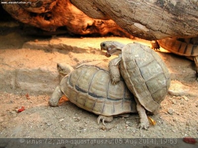 Черепаха египетская (Testudo kleinmanni)