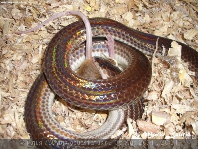Лучистая змея (Xenopeltis unicolor)