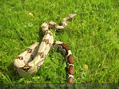 Удав обыкновенный (Boa constrictor)