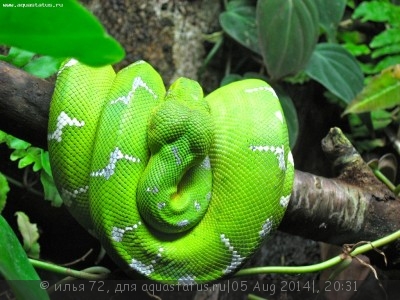 Удав собакоголовый (Corallus caninus)
