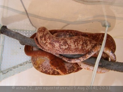 Удав cадовый (Corallus enydris)