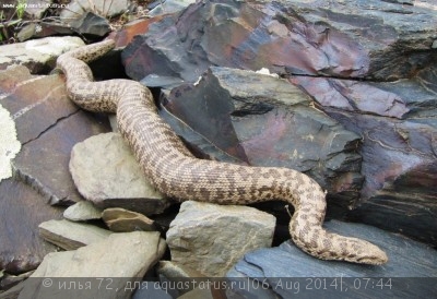 Удавчик настоящий восточный (Eryx tataricus)