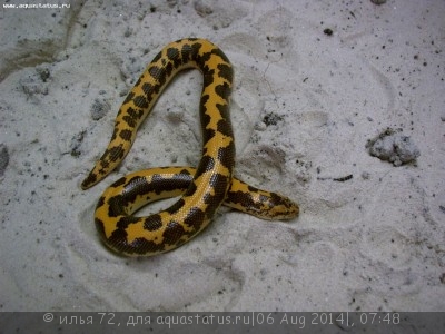 Удавчик шершавохвостый восточноафриканский (Gongylophis colubrinus)