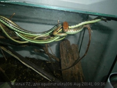 Уж бронзовый линейчатохвостый (Dendrelaphis caudolineatus)