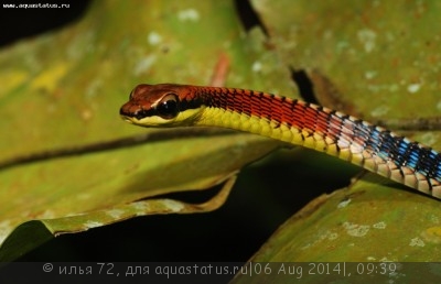 Фото Уж бронзовый сине-зелёный Dendrelaphis cyanochloris  (photo#57682)