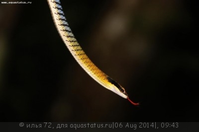 Уж бронзовый полосатый (Dendrelaphis striatus)