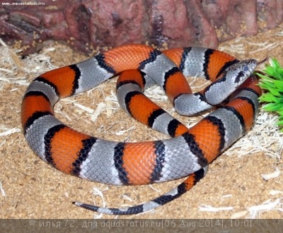 Королевская змея красно-серая (Lampropeltis alterna)