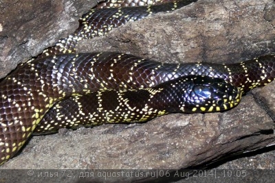 Королевская змея обыкновенная (Lampropeltis getula)