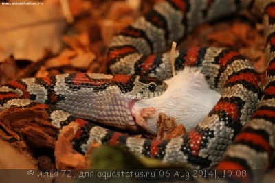 Королевская змея мексиканская (Lampropeltis mexicana)