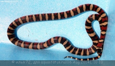 Королевская змея горная (Lampropeltis pyromelana)