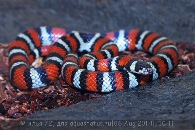 Молочная змея Рутвена (Lampropeltis ruthveni)