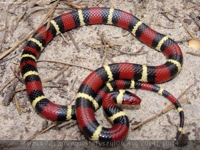 Молочная змея (Lampropeltis triangulum)