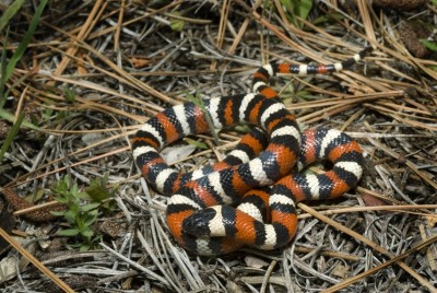 Королевская змея узкополосая (Lampropeltis zonata)