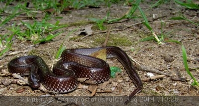 Ликофидион капский (Lycophidion capense)