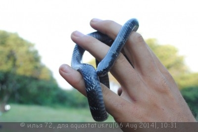 Натрицитерес оливковый (Natriciteres olivacea)