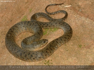 Неродия зеленая флоридская (Nerodia floridana)