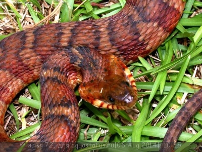 Неродия полосатая (Nerodia fasciata)