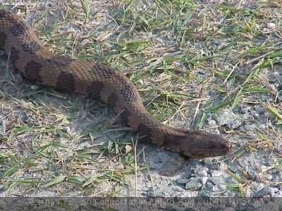 Неродия коричневая (Nerodia taxispilota)